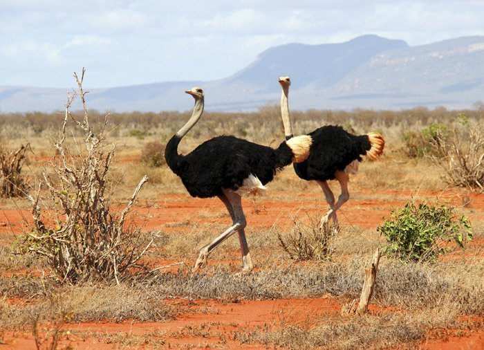 Strutser i Tsavo East