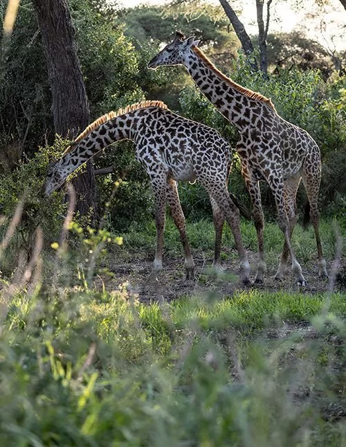 Safari i Tanzania - 4 nasjonalparker