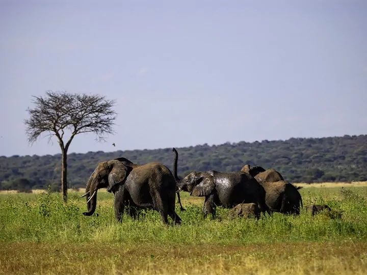 Safari i Tanzania - 4 nasjonalparker