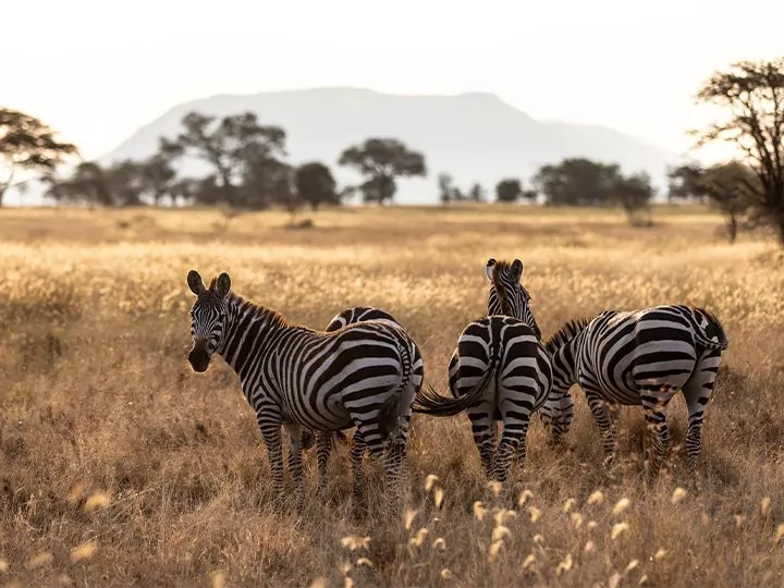 Safari i Tanzania & badeferie på Zanzibar