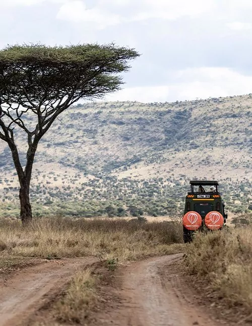 Safari i Serengeti & Ngorongoro