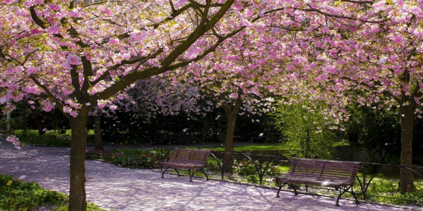 Sakura i Tokyo