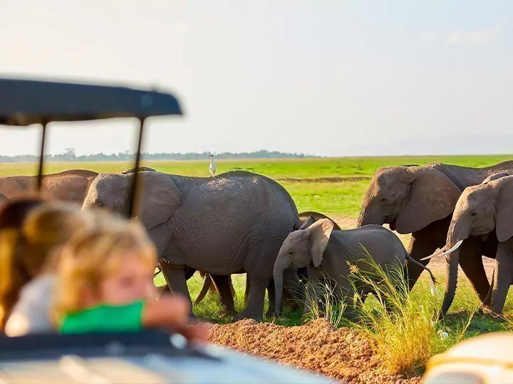 Familiesafari i Kenya