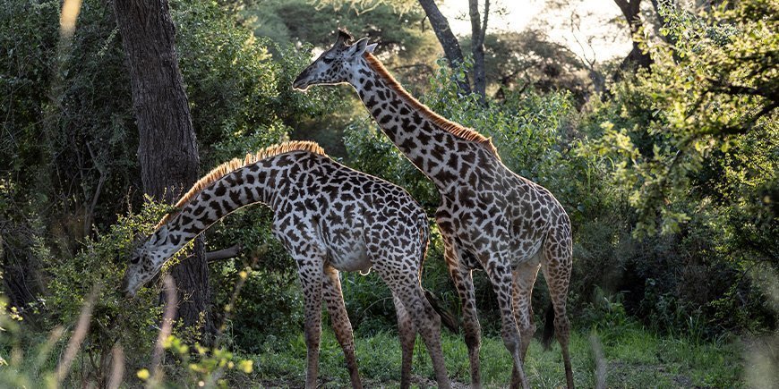 To sjiraffer i de frodige omgivelsene i Tarangire nasjonalpark i Tanzania