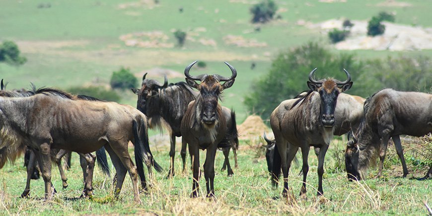 Gnu som ser rett inn i kameraet i Serengeti nasjonalpark