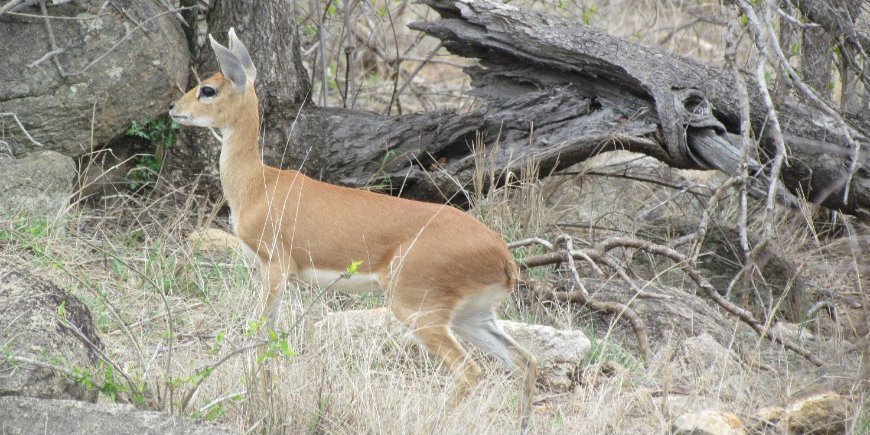 dik dik