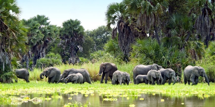 Selous Game Reserve 