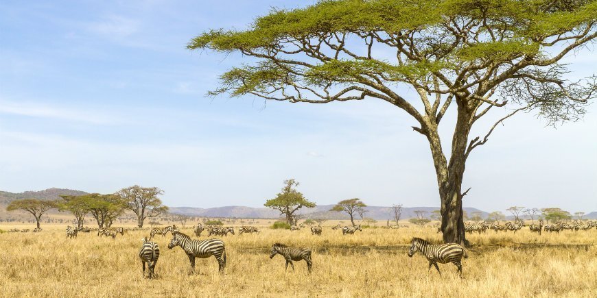 Serengeti National Park Tanzania