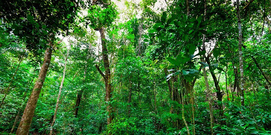 Manuel Antonio Regnskog Costa Rica