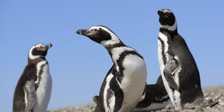 Pingviner Galapagos