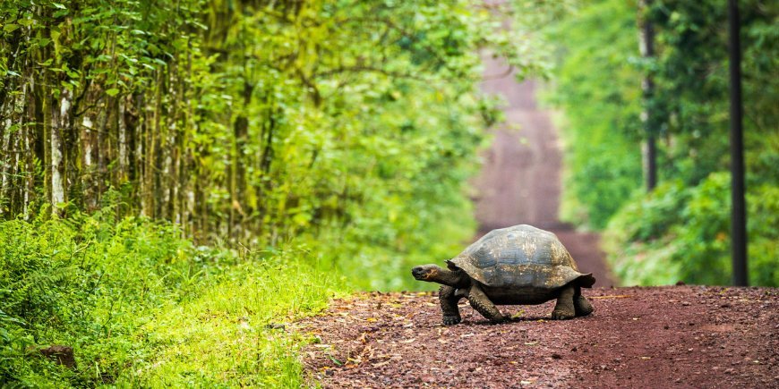 Galapagos skilpadde