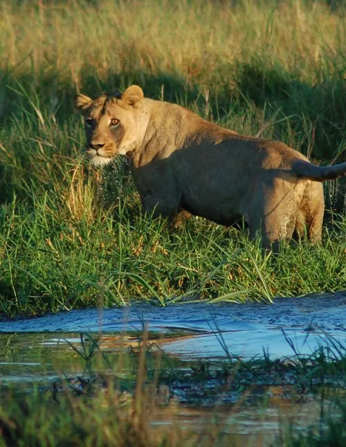 Botswana & Victoria Falls