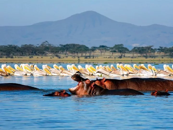 Karibu Kenya & badeferie på Zanzibar