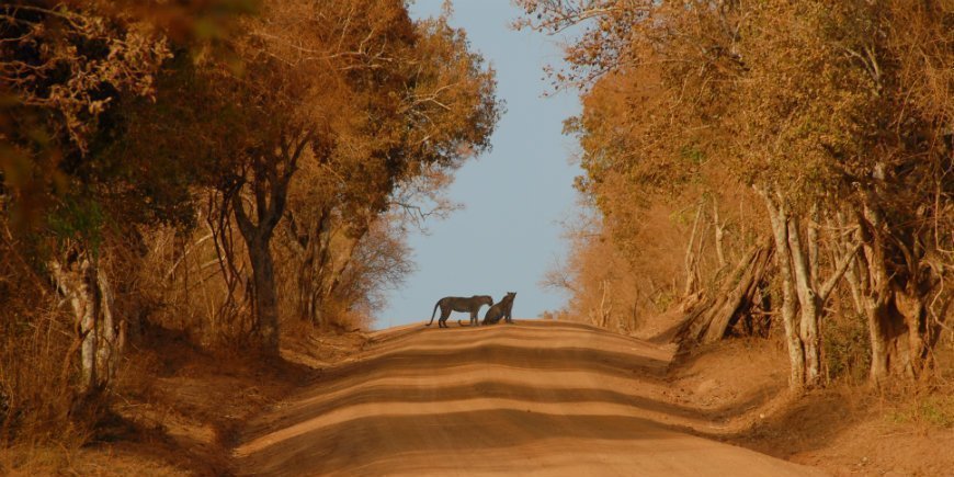 Leoparder i Yala nasjonalpark 