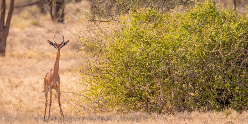 En sjiraffgaselle i Samburu