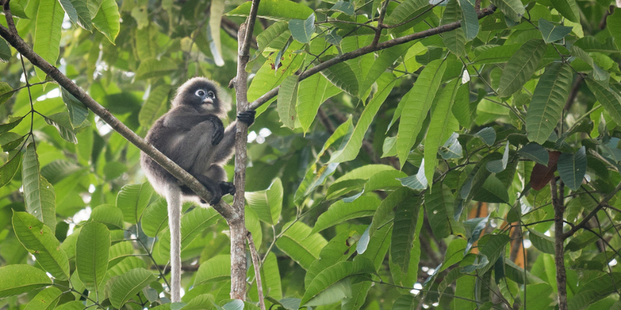 Grå langurer i Khao Sok nasjonalpark, Thailand