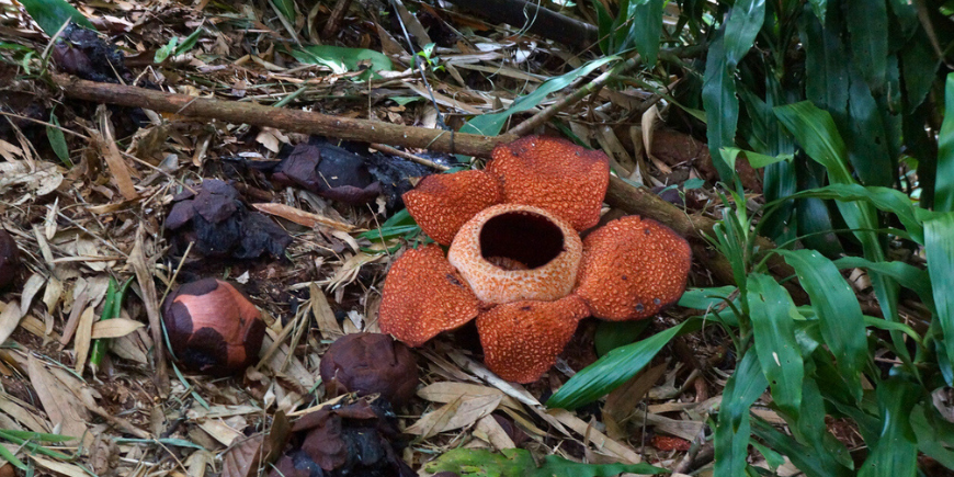 Rafflesia, kjent som "verdens største blomst".