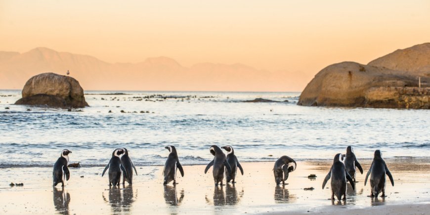 Pingviner ved Boulders Beach i Cape Town