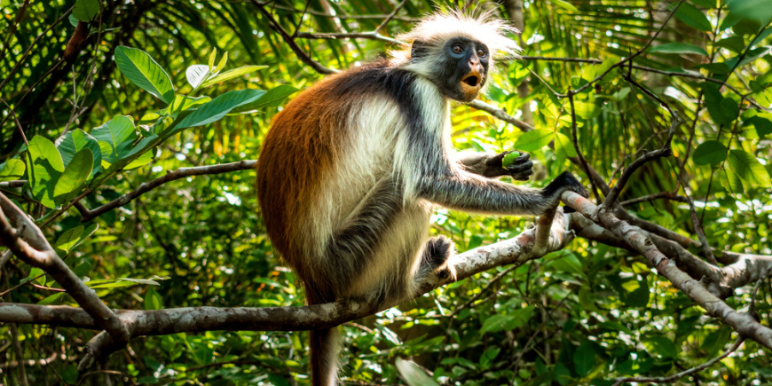 Rød colobusabe i Jozani-skogen på Zanzibar 