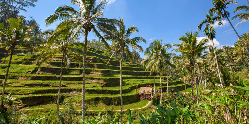 Risterrasse i Tegallalang på Bali, Indonesia