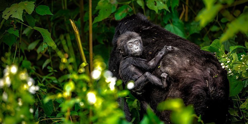 Bjerggorilla med baby i Bwindi, Uganda