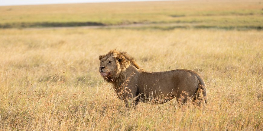 Løve som ser ut i horisonten på Serengeti-slettene i Tanzania