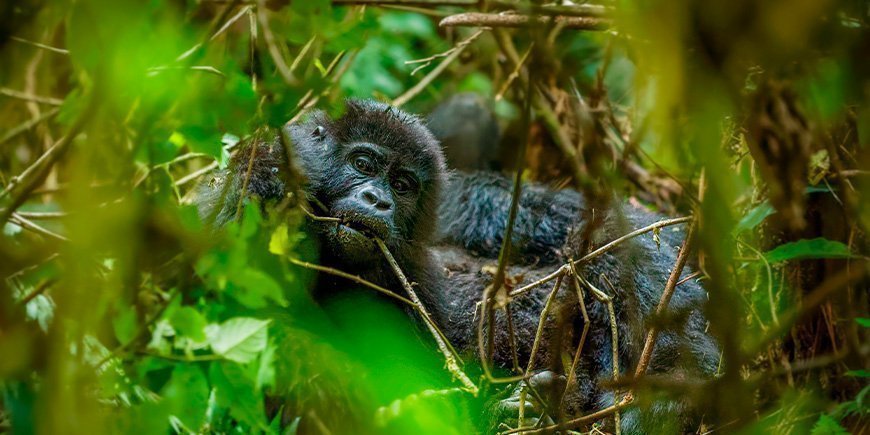 Portrett av en fjellgorilla i Bwindi, Uganda.