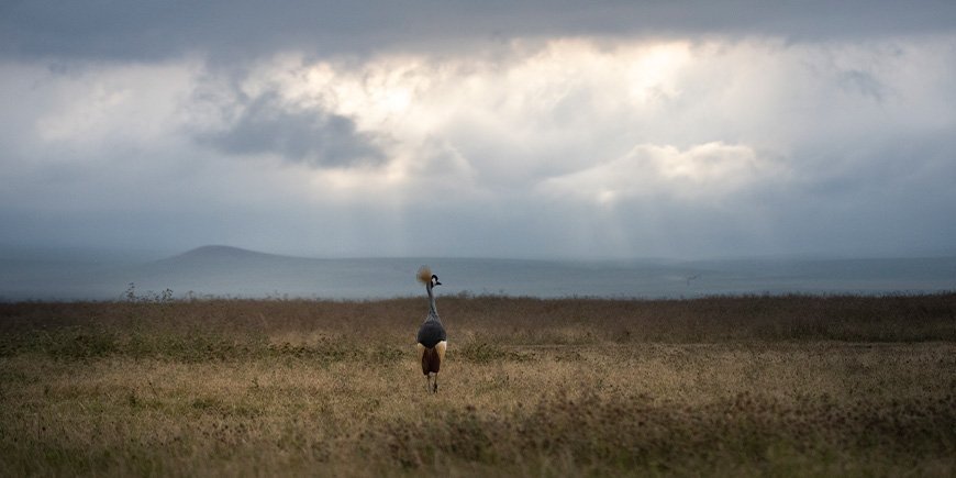 Kronede traner i Ngorongoro-krateret i Tanzania