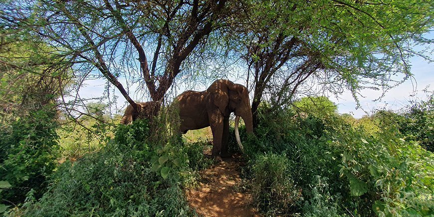 Grønt landskap og elefanter i Amboseli nasjonalpark i Kenya