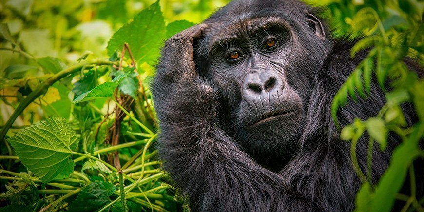 Gorillahunn ser inn i kameraet i Bwindi, Uganda