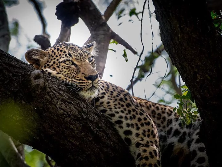 Luksussafari i Afrika