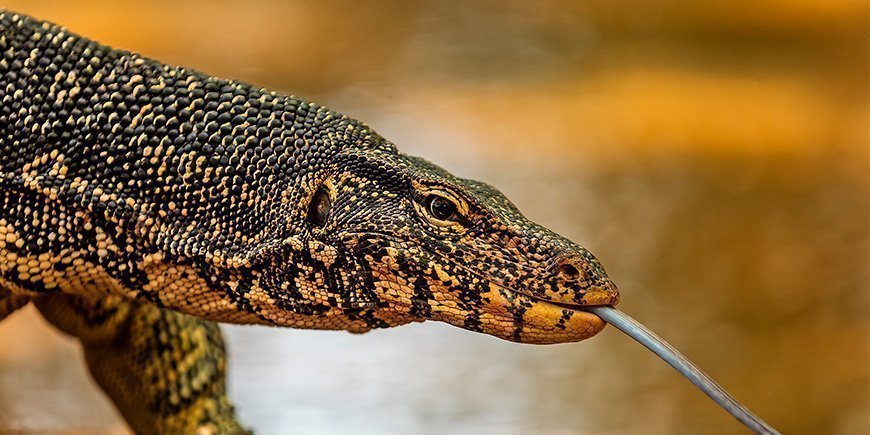 Varan på Sri Lanka