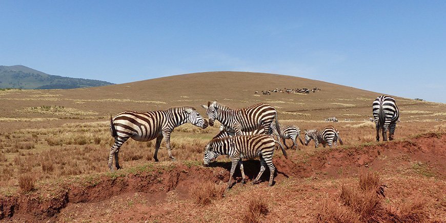 Sebraflokk på beite i Serengeti