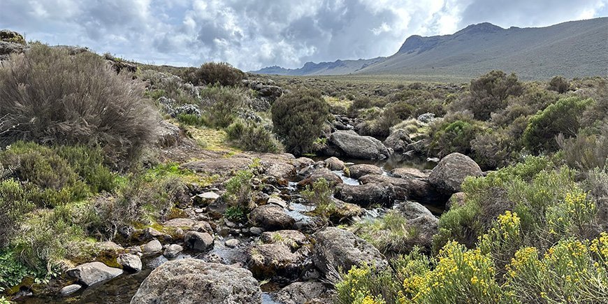 Naturen på Lemosho-ruten i Kilimanjaro nasjonalpark