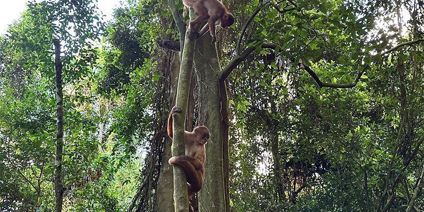 Kapucineraper i et tre i Amazonas i Peru