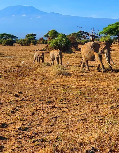 Rundt Kilimanjaro: safari, natur og kultur i Kenya og Tanzania