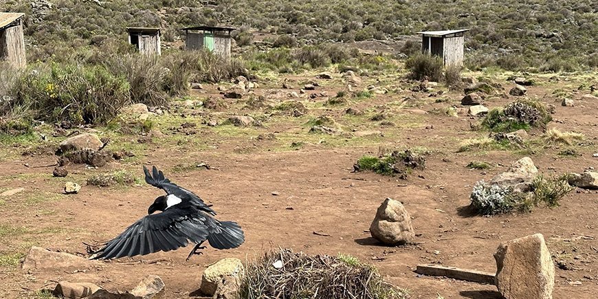 Kråke i en camp på Kilimanjaro