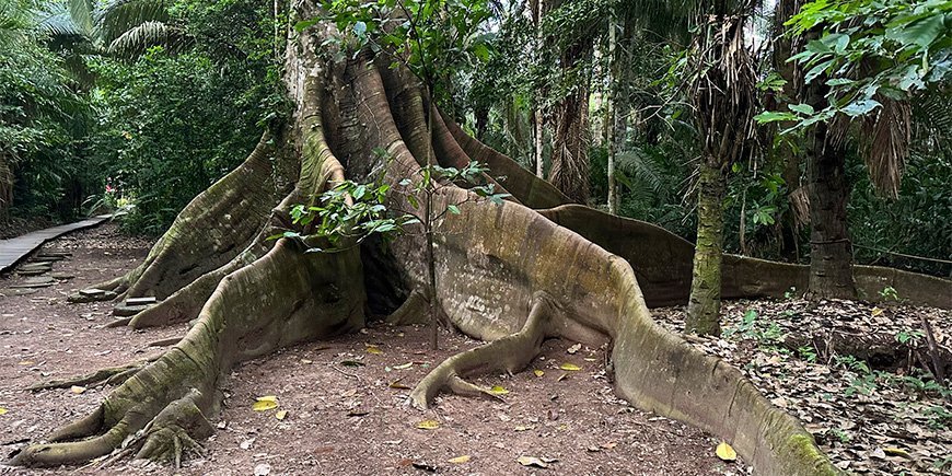 Gigantisk tre i Amazonas i Peru