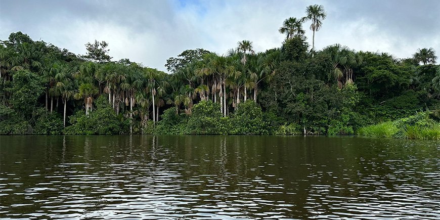 Utsikt over regnskogen i Amazonas fra elven