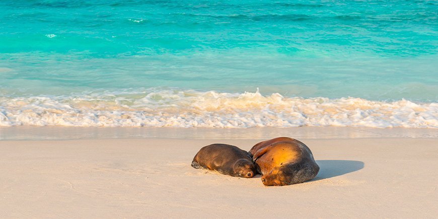 To seler tar seg en lur på stranden på Galapagosøyene i Ecuador.