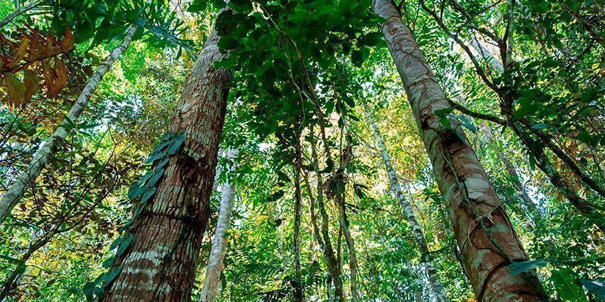 Frodige omgivelser i Tena i Amazonas i Ecuador.