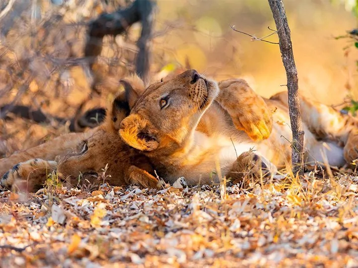 Det sørlige Tanzania: fly in-safari i Nyerere og Ruaha