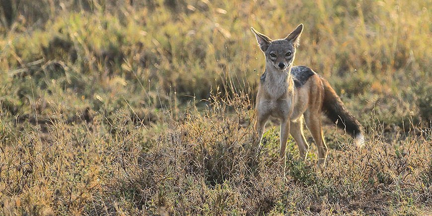 Sjakal i Tanzania i april