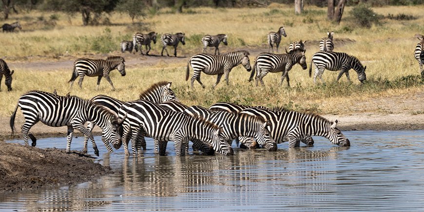 Tørketid i Tarangire, Tanzania