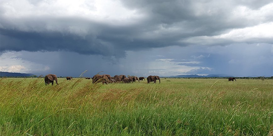 Regntid i Serengeti