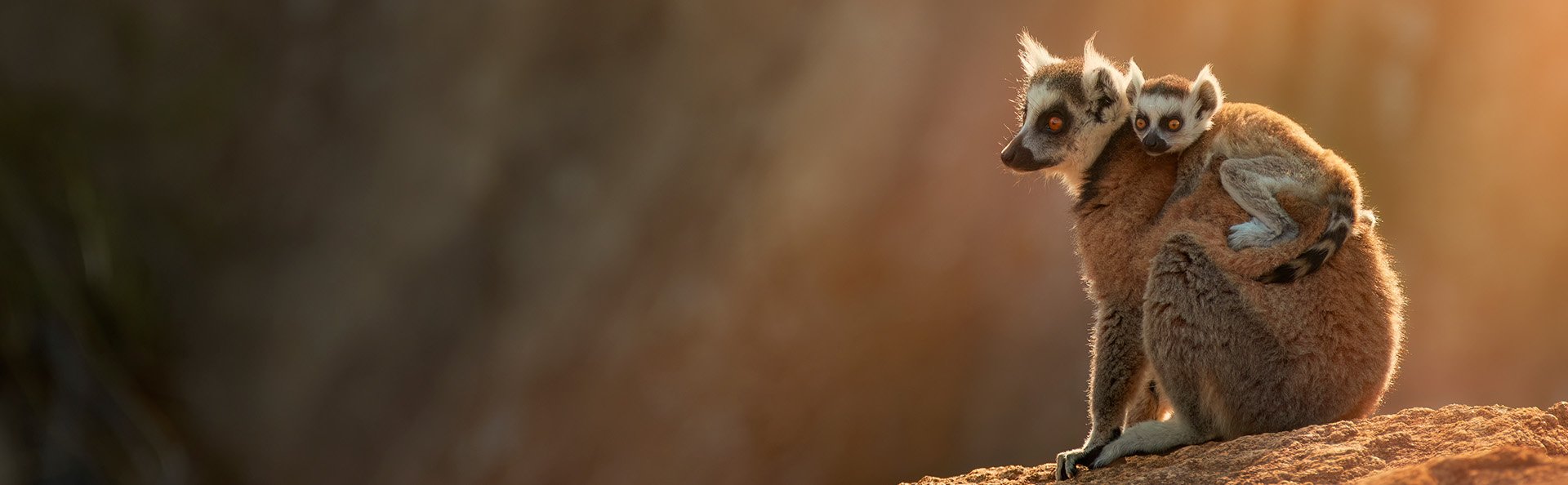 Kattelemur i Anja-reservatet på Madagaskar