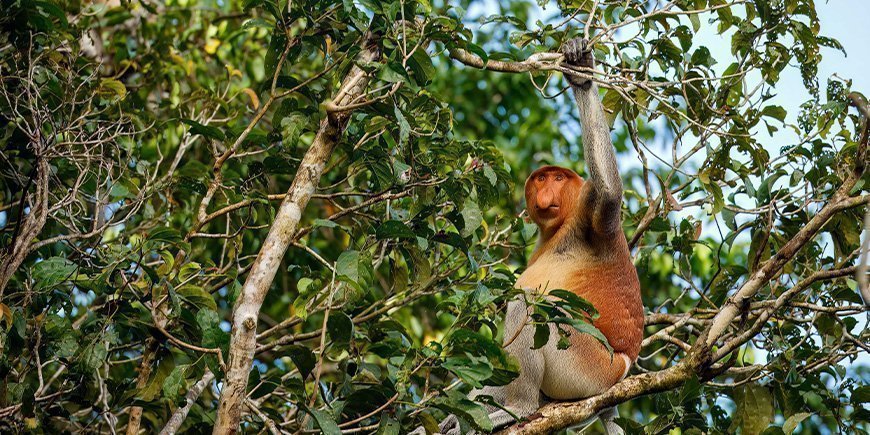 Orangutang-hann spiser på Sepilok Orangutan Rehabilitation Centre