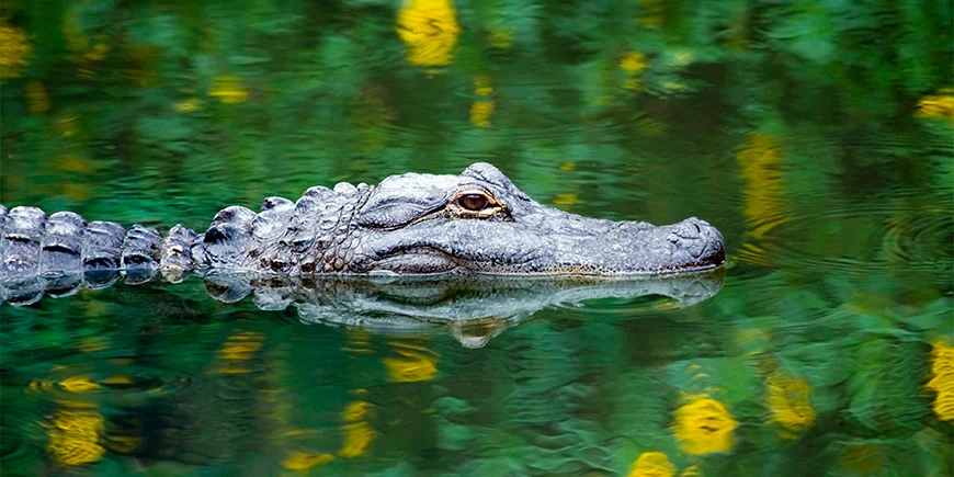 Alligator i sumpen i Everglades nasjonalpark
