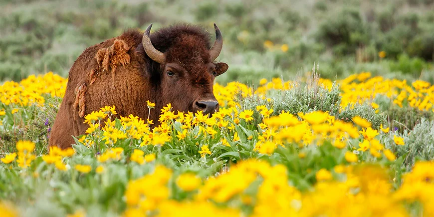 Bison omgitt av blomster i Yellowstone
