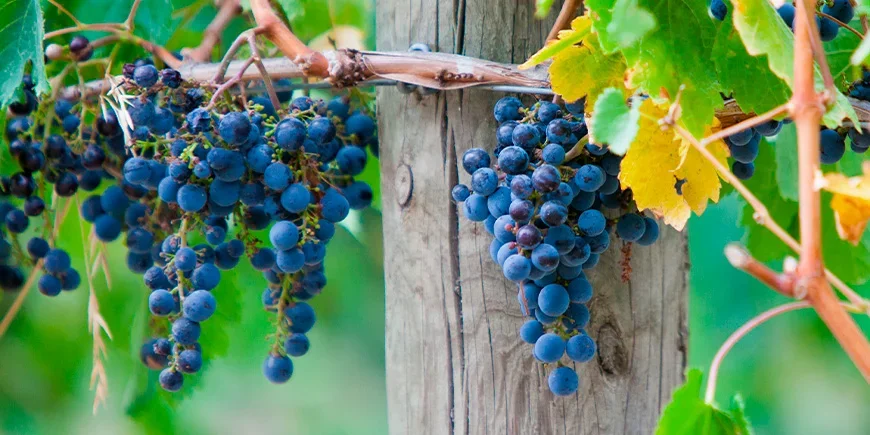 Vinranker i Yarra Valley i Australia